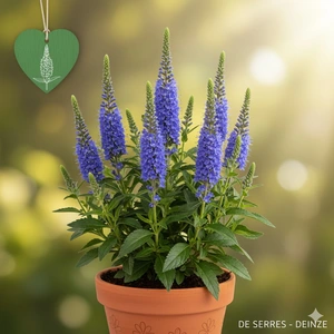 Veronica spicata 'Anniversary Blue' P9