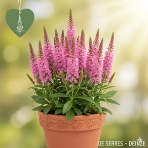 Veronica spicata 'Bubblegum Candles' P9