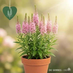 Veronica spicata 'Erika' P9