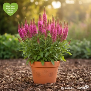 Veronica spicata 'Heidekind' P9