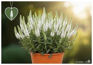 Veronica spicata 'Icicle' P9