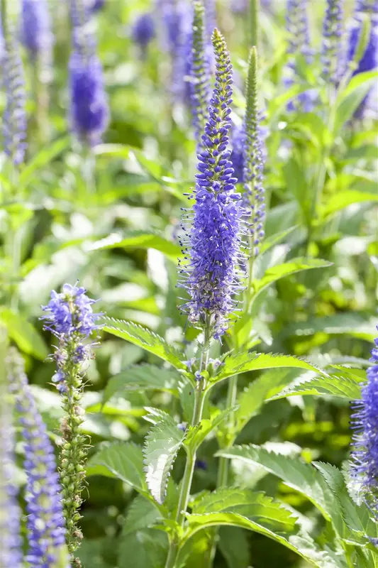 Inspire Blue - afbeelding 2