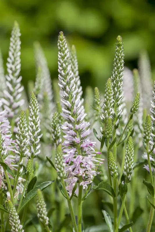 veronica spicata inspire pink P10.5 - afbeelding 2