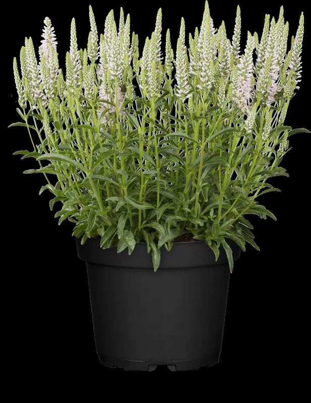 veronica spicata inspire pink P10.5 - afbeelding 1