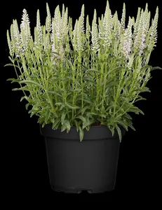 veronica spicata inspire pink P10.5 - afbeelding 2