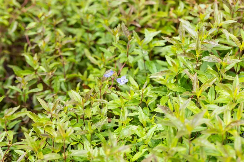 Veronica umbrosa 'Georgia Blue' P9