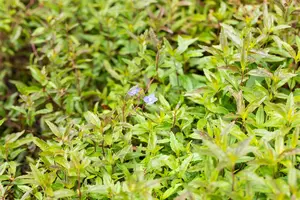 Veronica umbrosa 'Georgia Blue' P9