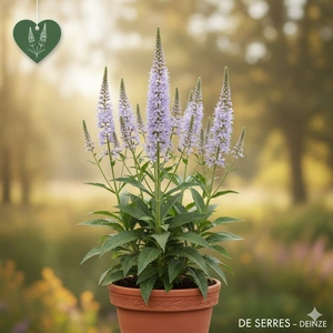 Veronicastrum sibiricum P9