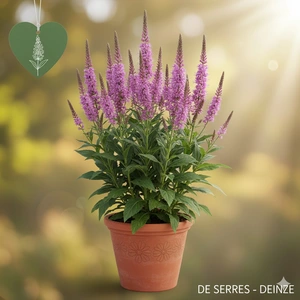 Veronicastrum virginicum 'Adoration' P9