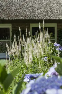 Veronicastrum virg. 'Apollo' P9 - afbeelding 3