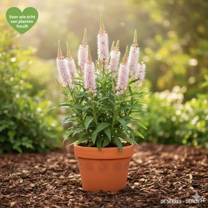 Veronicastrum virg. 'Diana' P9