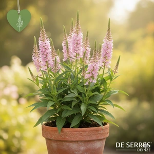 Veronicastrum virginicum 'Erika' P9