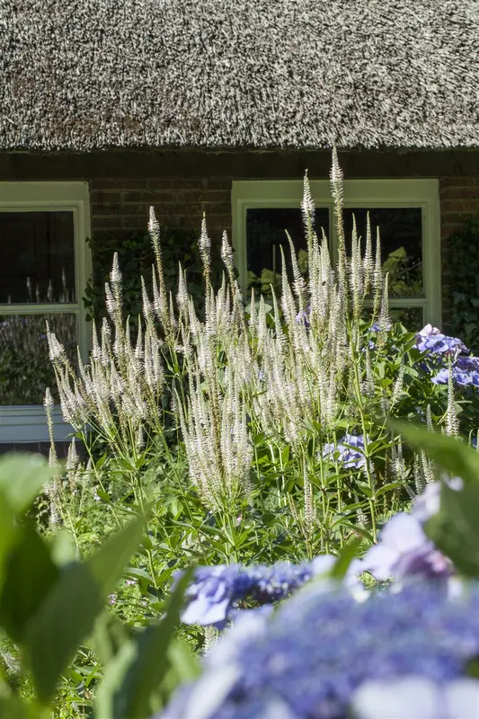 Veronicastrum virg. 'Red Arrow' P9 - afbeelding 3