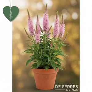 Veronicastrum virginicum 'Roseum' P9