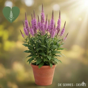 Veronicastrum virginicum 'Adoration' P11