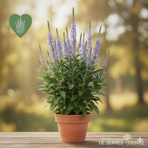 Veronicastrum virginicum 'Lavendelturm' P9