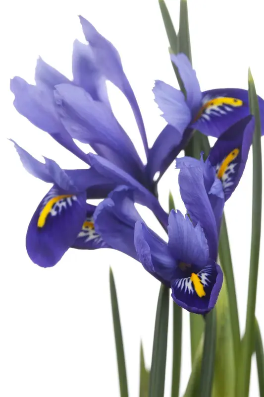 iris versicolor P9 - afbeelding 3