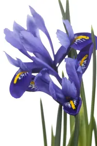iris versicolor P9 - afbeelding 3