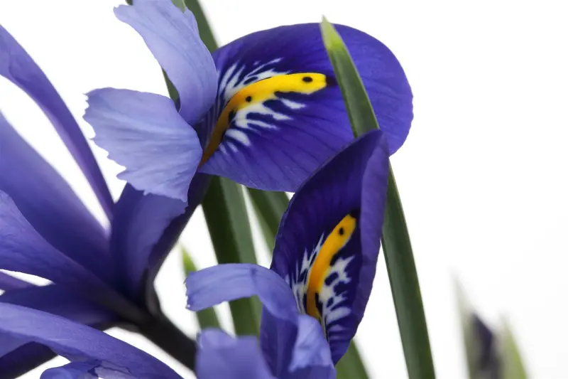 iris versicolor P9 - afbeelding 1