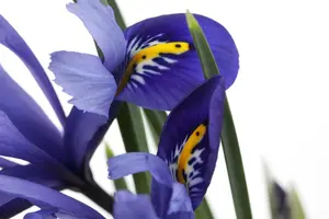 iris versicolor P9 - afbeelding 5