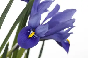 iris versicolor P9 - afbeelding 2
