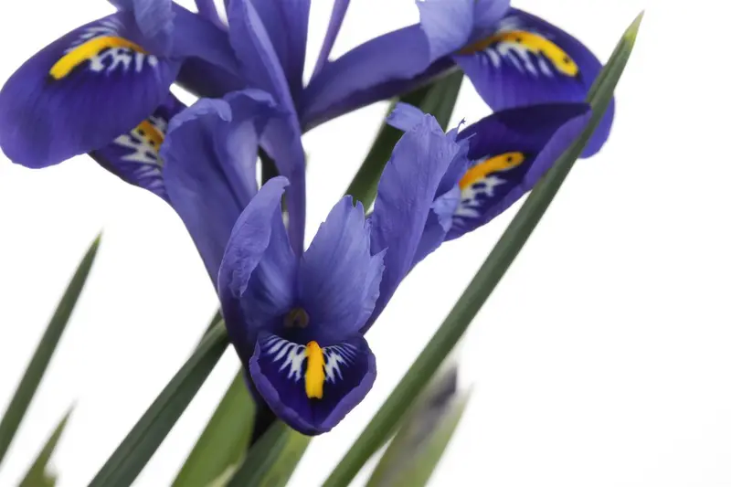 iris versicolor P9 - afbeelding 4