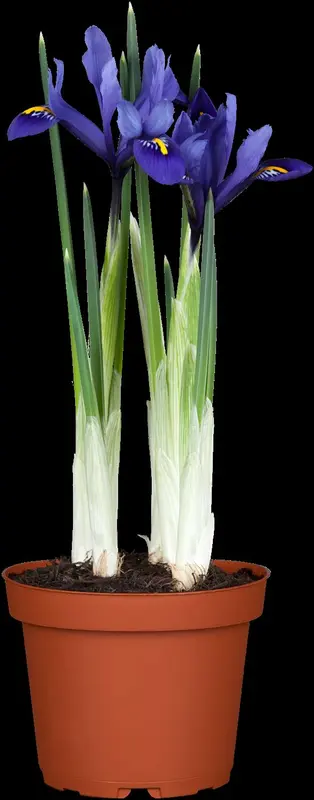 iris versicolor P9 - afbeelding 5
