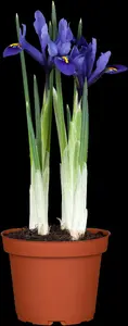 iris versicolor P9 - afbeelding 5