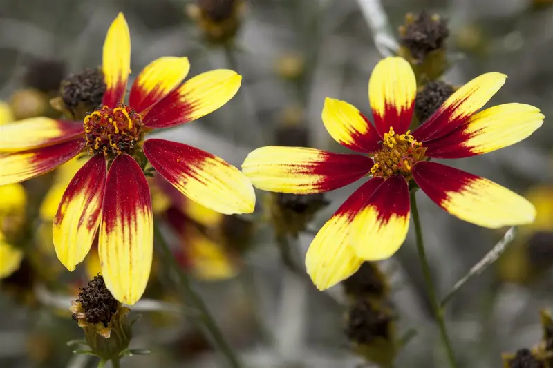 coreopsis verticillata P9 - afbeelding 1