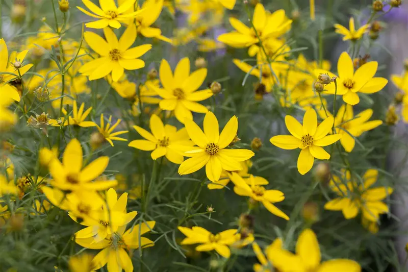 coreopsis verticillata P9 - afbeelding 5