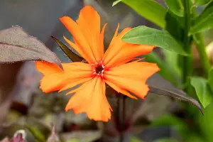 lychnis arkw. 'vesuvius' P9 - afbeelding 1