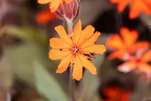lychnis arkw. 'vesuvius' P9 - afbeelding 2