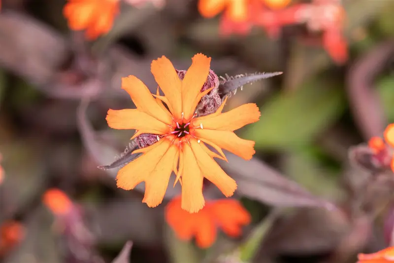 lychnis arkw. 'vesuvius' P9 - afbeelding 3