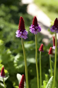 primula vialii P9 - afbeelding 5