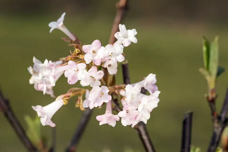 Viburnum bodn. 'Charles Lamont' 175-200   DKL - afbeelding 1