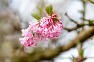 Viburnum bodn. 'Dawn' 125-150   KLUIT - afbeelding 2