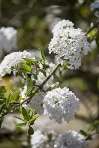 Viburnum burkwoodii 125-150   C35 - afbeelding 2