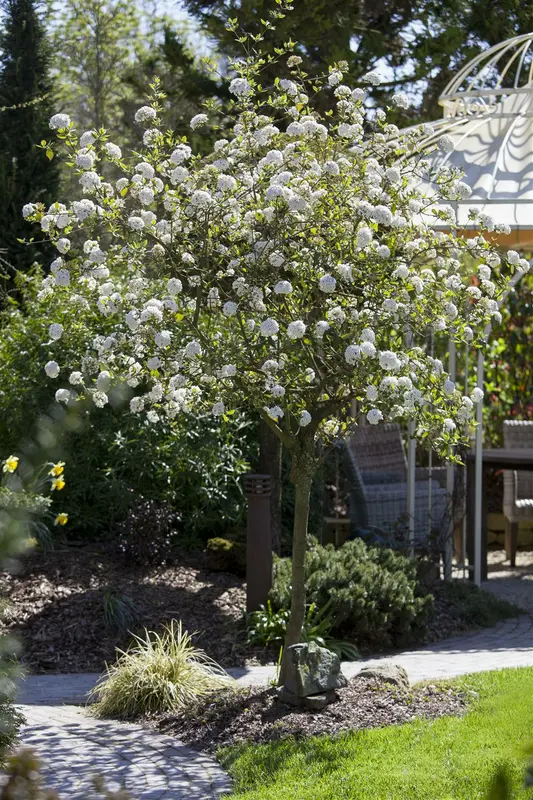 viburnum burkwoodii (125-150 cm) - afbeelding 1
