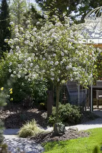 viburnum burkwoodii (125-150 cm) - afbeelding 5