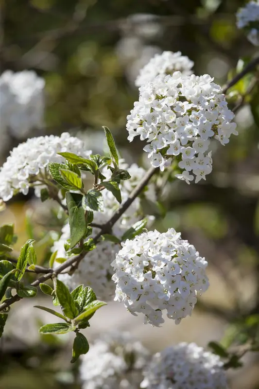 viburnum burkwoodii (125-150 cm) - afbeelding 2