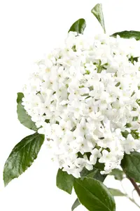 viburnum burkwoodii (125-150 cm) - afbeelding 3