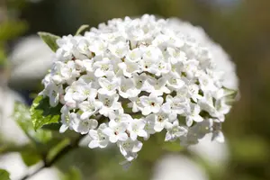 viburnum burkwoodii (125-150 cm) - afbeelding 4