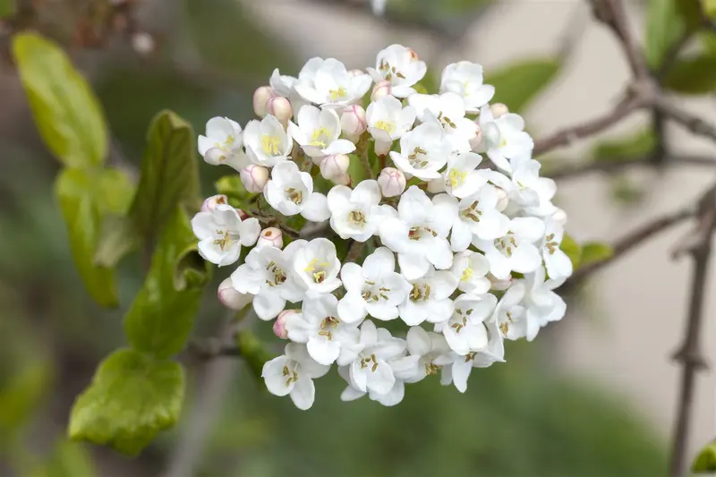 viburnum burkwoodii (125-150 cm) - afbeelding 5