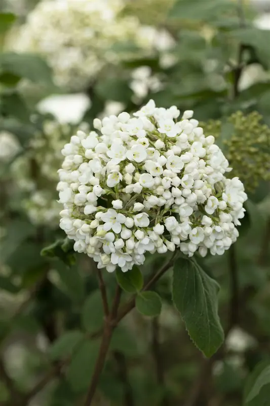 viburnum carlcephalum (100-125 cm) - afbeelding 3