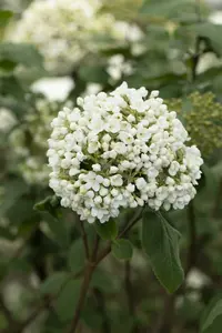 viburnum carlcephalum (100-125 cm) - afbeelding 3
