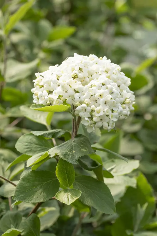 viburnum carlcephalum (100-125 cm) - afbeelding 4