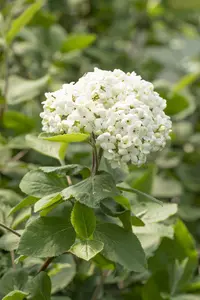 viburnum carlcephalum (100-125 cm) - afbeelding 4