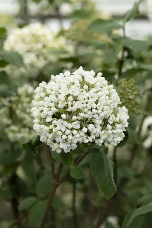 viburnum carlcephalum (100-125 cm) - afbeelding 5