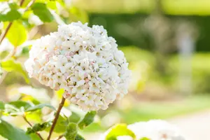 viburnum carlcephalum (100-125 cm) - afbeelding 5