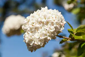 viburnum carlcephalum (100-125 cm) - afbeelding 2